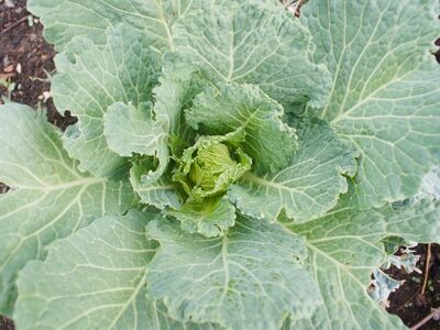 cabbage, vegetable, garden, agriculture, leaves, green, vegetable garden, organic, fresh, green color, horticulture, cultivation, food, natural exposure, macro, outdoor, from above, nature, midway, detail, curly