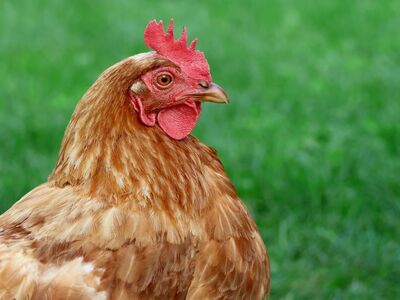 chicken, hen, purple comb, green grass, agriculture, organic farm, feathers, barnyard, nature, village, domestic chicken, ornithology, ecology, yellow color, animal, bird, red comb, intelligent animal, farmyard