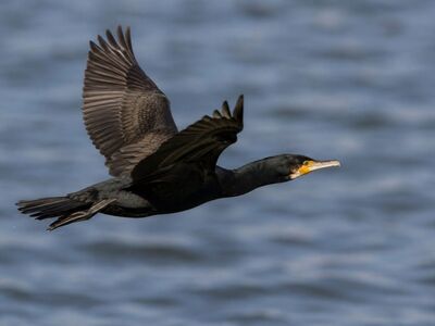 cormorant, bird, flying, water bird, flight, in flight, wingspan, nature, wildlife, animal, landscape, natural environment, ecology, nature and wildlife, wild, sky, black bird, black, water, profile