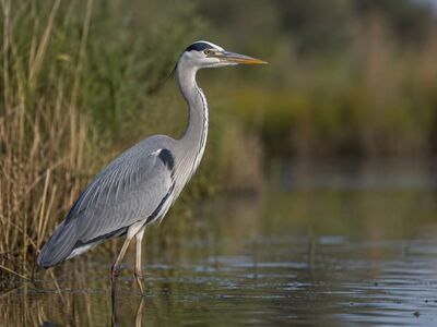 heron, bird, wildlife, wading bird, poise, reeds, water, nature, hunting, migration, inlet, peace, animal view, habitat, water bird, ornithology, mature reeds