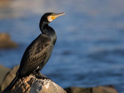 cormorant, bird, coast, sea, wildlife, rocks, water, feathers, sunset, black, wild nature, mountains, skin, nature, large wings, bird species, beak, fishing, focus