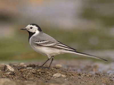 wagtail, bird, black neck, light gray, feather, nature, environment, wildlife, wading bird, long tail, aquatic environment, beauty of nature, posing, soil, yellow wings, flying bird, alive, female