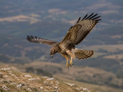 hawk, flying, bird, nature, bird of prey, wings, sky, aerodynamics, prey, raptor, landscape, wild, osprey, hunting, flight, gray, autumn, soft