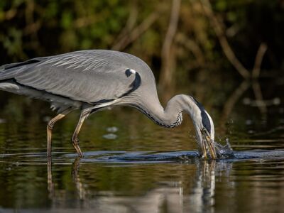 heron, beak, hunting, water, fishing, animal, nature