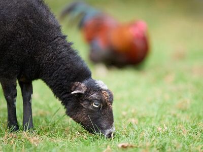 black sheep, in nature, sheep, grass, animal, farm, agriculture, nature, grazing, rural, landscape, green, spring, pastoral, presence, rooster background, field, fresh air, peace