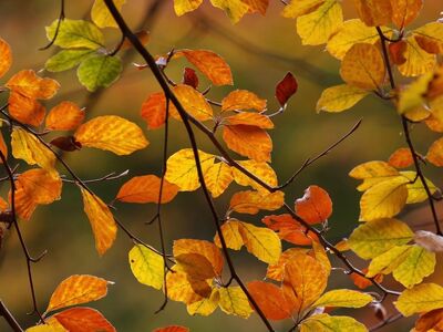 autumn, leaves, colorful leaves, branches, nature, autumn season, leaves on ground, golden autumn, orange, yellow, autumn leaves, texture, november, outdoors, natural beauty, calm, tranquil environment, picturesque