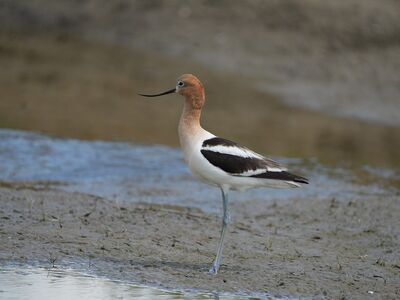bird, marshland, water, avocet, free background, mud, nature, beautiful wallpaper, cool backgrounds, bark, background, windows wallpaper, single, 4k wallpaper 1920x1080, wildlife, water bird, environment, bird beak, 4k wallpaper, simple, mac wallpaper, calm, desktop backgrounds, wallpaper hd, wallpaper 4k, free wallpaper, landscape, hd wallpaper, full hd wallpaper, common, laptop wallpaper, fauna, solo, summer