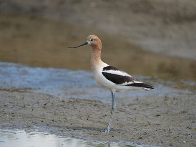 bird, long beak, wading bird, puddle, natural habitat, mud, american avocet, wading, water bird, biotope, muddy, nature, lake, beak, beaked, nature reserve, ecosystem, shore, nature photography, ecology