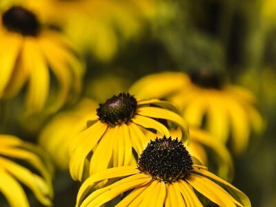 flowers, black-eyed susan, garden, summer, beautiful flowers, yellow, nature, cone, blurred background, detail, bright, floral, radiant, flower wallpaper, flower background, natural, relaxed, summer flower, garden plant, macro capability, geometry