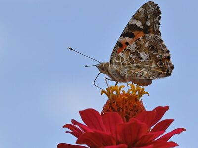 butterfly, distelfalter, zinnia, garden, closeup, nature, wings, pollination, day, summer, winged, beekeeper, environment, ecology, butterfly life cycle, living nature, flower, wildlife, sky