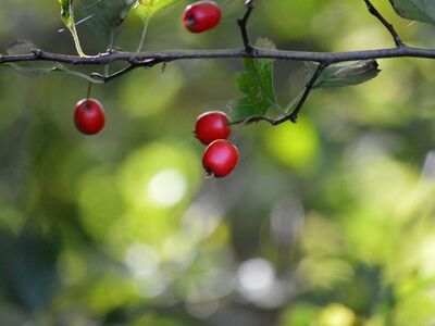 hawthorn, red berries, twig, ripe, blur, green leaves, stem, medicinal plant, autumn, natural remedy, season, thorn, botany, wild tree, nature, healing properties, herbal treatment, ecosystem, vegetation, landscape