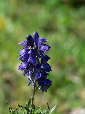 nature, flower, blue, eisenhut, toxic, summer, hiking, summer day, europe, landscape photography, alps, mountain climbing, clover meadow, day, sky, grass, countryside, easy portrait, herb, beautiful