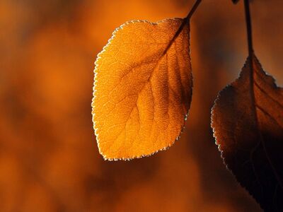 autumn, leaf, nature, details, color, orange, bright, fall colors, natural light, close-up, light, background, season, texture, nature motif, contrast, stems, structure, warm tones, golden hour, vivid colors