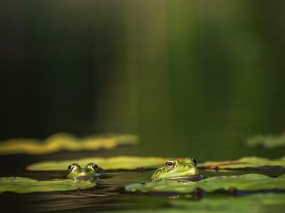 frog, water lily, pond, nature, green, reflection, serenity, wildlife, ecology, wetland, landscape, leaping, sunlight, swampy, feral, motion, edge, natural habitat, resting, aquatic plants