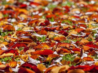 autumn, leaves, green grass, autumn colorful leaves, orange color, nature, autumn atmosphere, red color, leaf texture, hypnotic scene, vibrant, detail, falling leaves, color palette, outdoor environment, yellow color, horizontal line, countryside scene, fallen leaves