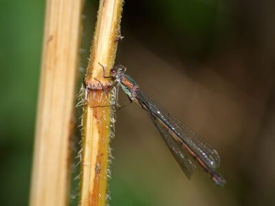 damselfly, insect, nature, close-up, flying insect, delicate wings, natural habitat, plant stem, animal, reeds, willow emerald damselfly, slender body, environment, leaf, background, woodland, open space, dry stems, lightness, zebra