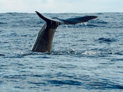 whale, sea, ocean, fin, tail, blue, nature, wildlife, mammal, marine life, sperm whale, whale tail, water, beautiful, calm, prey, splash, dive, vacation, observation