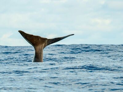 whale, sea, nature, whale tail, marine life, blue, ocean, water, sperm whale, flipper, mammal, wildlife, marine mammal, pacific ocean, splash, rough sea, natural beauty