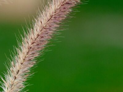 grass, natural background, macro photography, soft, green, spikelet, february, resolution level, close-up, beauty, fine textures, detail, plant, outdoor, natural beauty, snowy, color, biology, ecology, nature