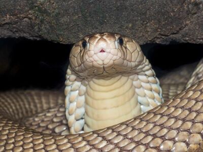 cobra, reptile, dangerous, wildlife, venomous, asian, eyes, snake skin, animal, harsh, coiled, close-up, nature, zoo, wild, forest, predator, biology, animal study, fauna