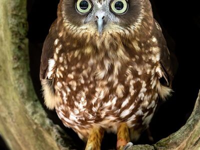 owl, bird, animal, wildlife, ornithology, boobook, head, hole, wood, nest, boobook owl, little bird, raptor, camouflage, face, big eyes, northern saw-whet owl, feathered, ecology
