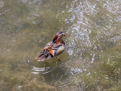 mandarin duck, duck, nature, bird, animal, waterbird, wildlife, water, feathers, plumage, natural habitat, lake, wild, floating, exotic bird, wild duck, pond, beak, aquatic plant, aquatic environment