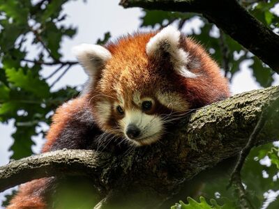 red panda, animal, mammal, tree, deciduous tree, foliage, nature, camouflage, peaceful, rest, zoo, small mammal, fluffy, animal care, native, tiredness, habitat, asian, eyes