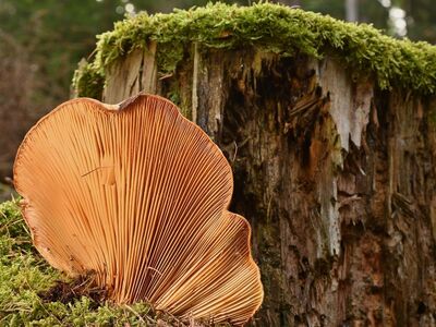 mushroom, moss, forest, nature, tree stump, autumn, gilled mushrooms, overhead, wood, forest floor, texture, close-up, mushroom picking, yellow, detail, mycology, environment, focus, mushroom foraging, half-light