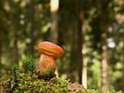 mushroom, forest, moss, nature, foraging, autumn, wood, macro photography, green, mossy ground, wilderness, detail, plant, forest environment, ecosystem, symbiosis, beautiful, fruiting body, wild, habitat