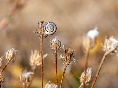 snail, nature, dry grass, cool backgrounds, background, desktop backgrounds, close-up, blurred, natural scenery, laptop wallpaper, autumn colors, windows wallpaper, full hd wallpaper, free wallpaper, 4k wallpaper, snail shell, wallpaper 4k, cute, macro photography, free background, hd wallpaper, natural world, decorative, insects, mac wallpaper, 4k wallpaper 1920x1080, peaceful, wallpaper hd, still life, rural, beautiful wallpaper, weimaraner gray, animal world