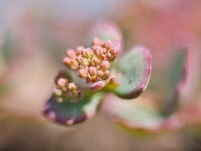 succulent, sedum, nature, blossom, detail, pastel, macro, green, pink, background, flora, botany, garden, spring, summer, close-up, small, bud, natural, space