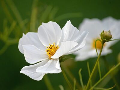 cosmos, flower, white, nature, white blossom, petals, garden, close-up, green, plant, meadow, flora, beauty, beautiful flowers, ornamental, blooming, asters, flower background, botany, flower wallpaper, macro, detail
