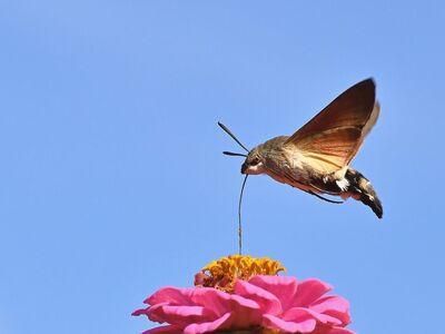 hummingbird, butterfly, zinnia, flower, blue sky, macro photography, flying, nectar, garden, winged, natural, environment, zoological, detail, nature, pollination, color, surrounding, life, evening