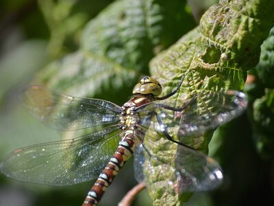 dragonfly, cool backgrounds, hawker dragonfly, free background, wallpaper hd, blue-green, nature, mac wallpaper, 4k wallpaper, flying, beautiful wallpaper, hd wallpaper, green leaf, wing details, desktop backgrounds, beautiful details, macro, 4k wallpaper 1920x1080, insect, background, animal, environment, photography, laptop wallpaper, free wallpaper, famous wings, full hd wallpaper, wallpaper 4k, windows wallpaper, detail, texture, low angle view, wildlife, outdoors