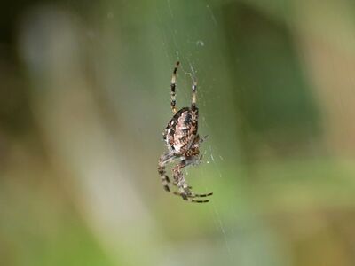 spider, web, nature, insect, silk, wildlife, macro photography, autumn, macro, background, invertebrate, detail, cross spider, garden, nature wallpaper, outdoor, arachnid, arthropod, science