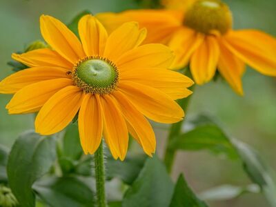 flower, sunflower, yellow, outdoors, flower wallpaper, macro, summer, garden, nature, detail, flower background, botany, leaves, natural, blurred background, sharp, petal, natural beauty, beautiful flowers, beautiful, ant, ecology, insect
