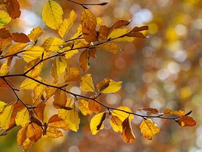autumn, colorful leaves, foliage, branches, bokeh, nature, autumn colors, background, natural beauty, autumn forest, warm colors, bright light, outdoors, leaf beauty, natural light, light and shadow, leaves on branch, forest scene, shading, countryside nature
