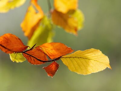 autumn, leaves, nature, autumn leaves, colorful leaves, branch, seasonal change, pastel colors, outdoors, natural motif, yellow, orange, soft lighting, tranquility, timeless, outdoor scene, natural beauty, background, simplicity