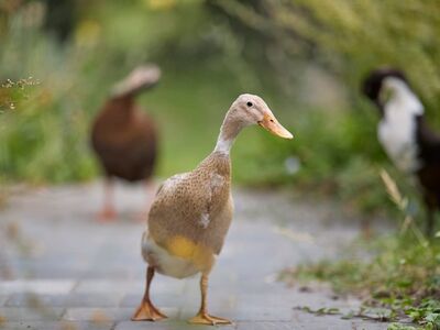 indian runner duck, bird, waterfowl, poultry, domesticated, grass, garden, outdoors, elegant, calm, park, nature, standing, peaceful, walking, natural, blurred background, bird path, breeding, pets, hiking