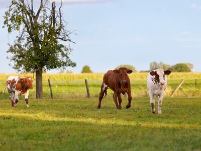 calves, cows, cattle, playful, meadow, field, grass, rural, tree, blue sky, sunny, summer, agriculture, hardy, frolicking, nature, apple tree, home, charming, pasture, leisure, fresh air