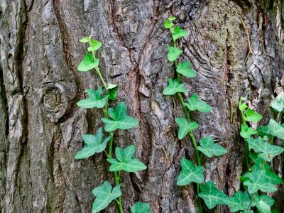 ivy, climbing plant, tree bark, trunk, green leaves, nature, forest, wood, overgrown, ecology, knots, surface texture, organic, wild plants, roots, outdoor, decorative, growth, green, character, tranquil atmosphere