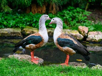 waterfowl, duck, pair, feathers, natural environment, shore, pond, winged, green grass, stone, bird song, colorful nature, fresh greenery, connection, reflection, natural scenery, wildlife, water reflection, white-headed, harmonious