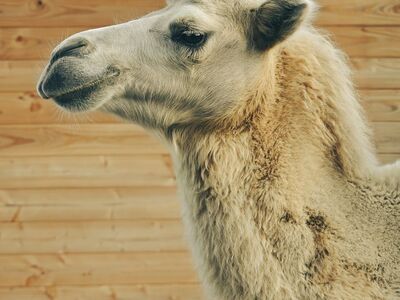 camel, animal, wood, texture, husbandry, zoo, desert, animal portrait, mammals, mammal, animal husbandry, fur, profile, living being, wooden wall, enclosure, iconic, camel fur, farm mammals, still life