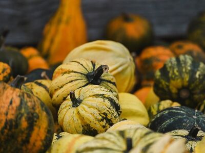 pumpkin, autumn, harvest, winter squash, natural decoration, vegetable garden, gourd abundance, agriculture, storage, various colors, traditional autumn decor, agricultural produce, halloween, decorative gourds, various shapes, natural colors, leather texture, autumn mood, country style