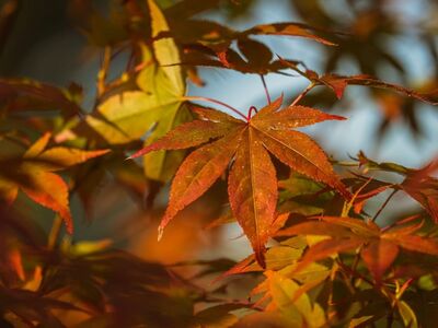 maple, autumn, leaves, nature, leaf colors, orange, red, leaf glow, light, outdoor, green, landscape, detail, texture, garden, leaf imprint, autumn leaves, soft light, natural background, golden hour