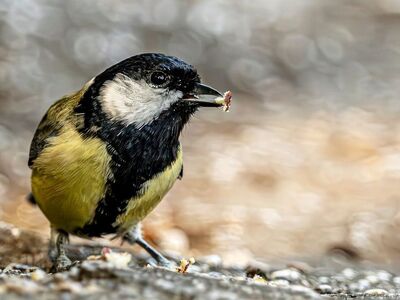 great tit, bird, nature, wildlife, avian, yellow, songbird, food, hd wallpaper, feeding, macro, bokeh, beak, seed, outdoor, background, animal, wallpaper, feather, plumage