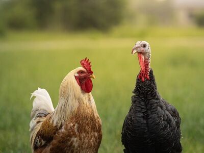 rooster, turkey, grass, landscape, rural, animals, bird, poultry, nature, field, red comb, feathers, friends, companionship, calm, farming, fusion, friendship