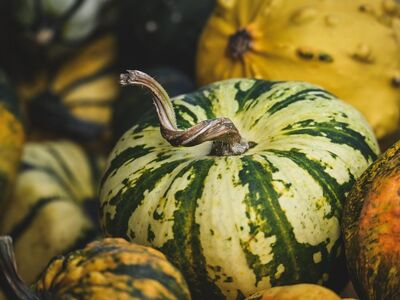 pumpkin, autumn, green, yellow, speckled, stem, various sizes, natural, seasonal, harvest, ornamental, color pattern, agriculture, autumn theme, gourmet, storage, decoration, halloween