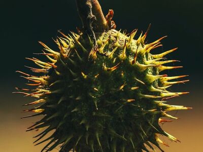 seed, pod, spiky, thorn, chestnut, nature, botany, autumn, macro, plant, hanging, dark background, details, natural light, unique shape, outdoors, detail, biology, examination, sharp