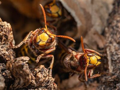 european hornet, insect, yellow, nest, nature, close-up, hymenoptera, wasp, macro photography, insect close-up, aggressive insect, wood, fauna, natural habitat, bright, calm, environment, activity, community, Valais, Switzerland, Savièse
